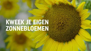 Zonnebloemen zaaien kweken en oogsten  DIY video  Pokon Groen doet je goed [upl. by Anyala]