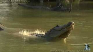 American Alligator Bellowing 09 [upl. by Hgierb]