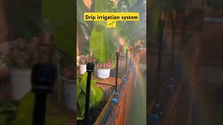 Automatic irrigation system for garden diyprojects garden irrigation [upl. by Enaj323]