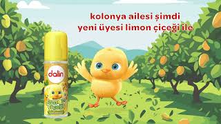 Dalin Kolonya Ailesi’nin Yeni Üyesi Limon Çiçeği [upl. by Aenitsirhc727]