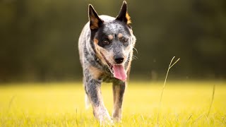 Uncovering the Amazing Abilities of Australian Cattle Dogs in Search and Rescue [upl. by Hollis]