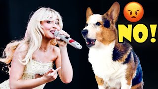 When Your Corgi Isn’t a Sabrina Carpenter Fan [upl. by Burnaby]