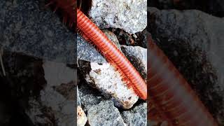 Big Millipede 1millipede nature frog babyanimals [upl. by Novihs]