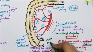 Superior Mesenteric ArterySMA  Course  Divisions  Termination [upl. by Leba]