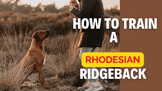 How to train a Rhodesian Ridgeback [upl. by Taddeo]