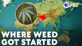 The Hazy Evolution of Cannabis [upl. by Rehpotsrhc218]