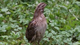 Wachtelschlag  Balzruf der Europäischen Wachtel im WildparkMV [upl. by Oleic]