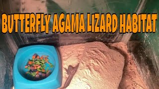 BUTTERFLY AGAMA LIZARD HABITAT [upl. by Joash]