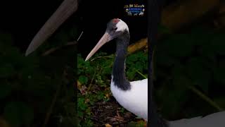 RedCrowned Crane [upl. by Olenolin902]