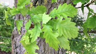 Sessile oak Quercus petraea  leaves  May 2018 [upl. by Ledda]