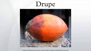 Drupe [upl. by Latreese421]