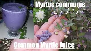 Common Myrtle Fruit Juice  Myrtus communis  شجرة الريحان [upl. by Gladwin]