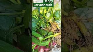 full organic vegetables spinach harvesthealthy and tasty 🤤happy karvachouthfast special dish🥬🥦 [upl. by Mapel42]