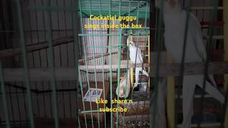 Cockatiel bird guggu🐥 is singing inside the box😲 shortsfeed trendingviralvideo birdsounds [upl. by Gerrilee]