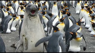 King Penguins wacking an Elephant Seal [upl. by Nilesoj364]