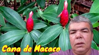 Cana do brejo ou cana de macaco você precisa ter essa planta em sua casa [upl. by Norahc]