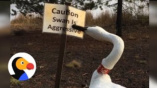 Swan Attacks Sign About Him  The Dodo [upl. by Nerraj]