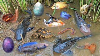 Colorful surprise eggs lobster snake cichlid betta fish turtle butterfly fish goby fish [upl. by Loesceke]