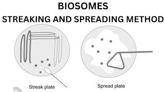 Streaking and spreading method  MicrobiologyBiotechnology Practical methodLab method [upl. by Cirted]