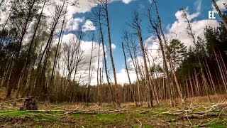 Leśny timelapse  Lasy w obiektywach leśników [upl. by Eirrem]