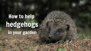 The Wildlife Garden Project  How to help hedgehogs in your garden [upl. by Nosreffej658]