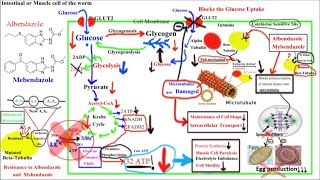 Pharmacology of ANTIHELMINTHICS AnthelminticsPart 1Albendazole and Mebendazole [upl. by Rosemari]