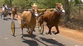 Exciting Horse Cart Race at Tavaga2019скачки 赛马 paardenrennen balap kuda [upl. by Arnaud]