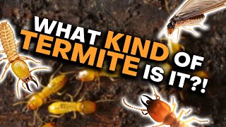 How To Tell Termites Apart [upl. by Inaflahk189]