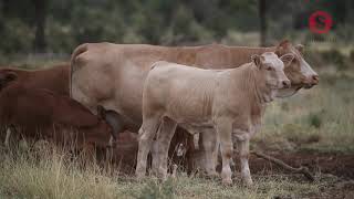 Simmental at Gowrie [upl. by Oker]