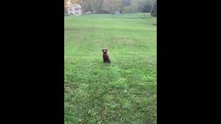 Chesapeake Bay Retriever 150yd retrieve 22mths old [upl. by Jonette237]