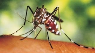 Zika Virus Microcefalia e Vacinas Vencidas [upl. by Assehc]