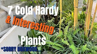 7 Unique Cold Hardy Plants That Look Great All Year  The Barefooted Gardener [upl. by Mose]