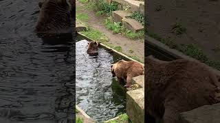 Bad Boys  Bern Switzerland 🇨🇭 travel europeantravel citysightseeing zoo nature vacation [upl. by Yor930]