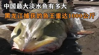 中国最大淡水鱼有多大？黑龙江捕获的鱼王，重达1000公斤 [upl. by Warfold736]