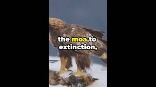 quotThe Haasts eagle🦅quotquotis the biggest 🦣bird ever excited on thr earth🌎quot shorts facts history [upl. by Koehler]