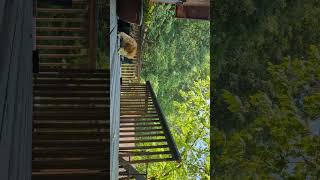 One eyed cat stalks chipmunk nature cabinlife landscapemode [upl. by Liggitt]