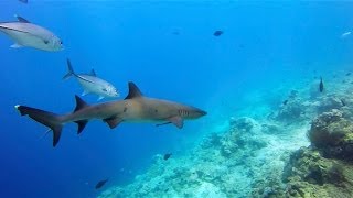 THE BEST DIVING SIPADAN ISLAND  SABAH  BORNEO  MALASIA  MALAYSIA [upl. by Nodyroc]