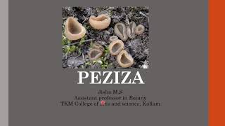 Peziza structure and reproduction [upl. by Arba]