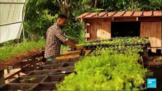 French island of Martinique seeks to reduce reliance on food imports • FRANCE 24 English [upl. by Lac611]