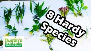 Easy Aquarium Plants 8 Great Hardy Aquarium plants Species Sunday [upl. by Esenaj254]