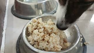 My pet dog eating rice with bits of Pork Adobo ASMR  June 19 2024 [upl. by Aldora730]