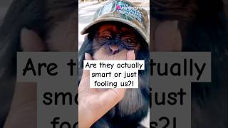 Chimpanzees Are they actually smart or just fooling us [upl. by Aiym]