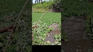 Amazing fishing big catfish [upl. by Ahsiled]