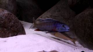 Champsochromis caeruleus 5 [upl. by Yehsa]