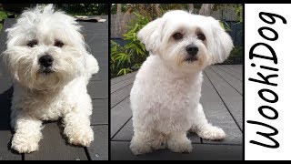 Dog Grooming Maltese Shih Tzu HAIRCUT WookiDog the Malshi Dog [upl. by Morgen147]