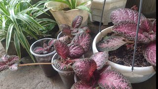 How to propagate Episcia Plant [upl. by Anej]