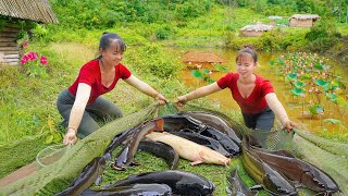 Harvesting many carp in lotus ponds and rice fields to sell at the market  Poultry care [upl. by Selden]