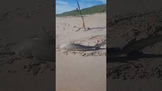 Spinner shark caught off Playalinda beach tight lines [upl. by Caro283]