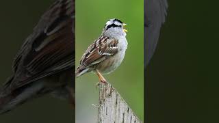 The Whitecrowned Sparrows Vigorous Song  Bird Sounds shorts [upl. by Ressay]