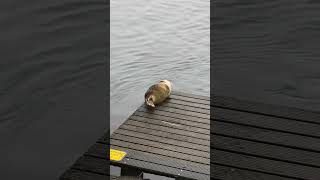 Snakyadventures A seal takes a rest stop in copenhagen denmark Snakyadventures [upl. by Alemahs147]